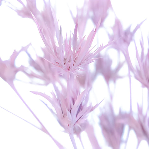 Light Pink Tinted Thistle Flowers