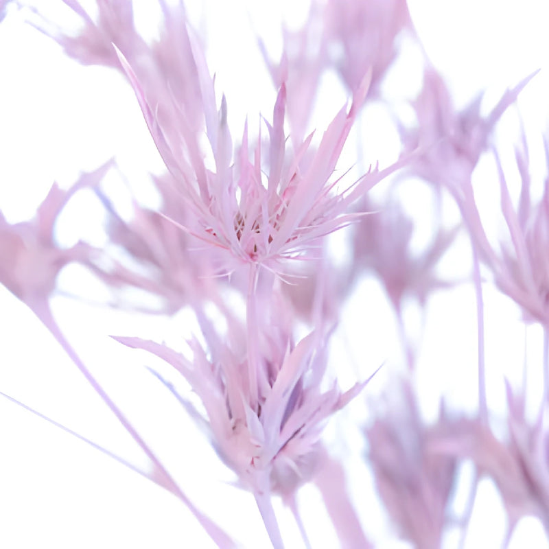 Light Pink Tinted Thistle Flowers