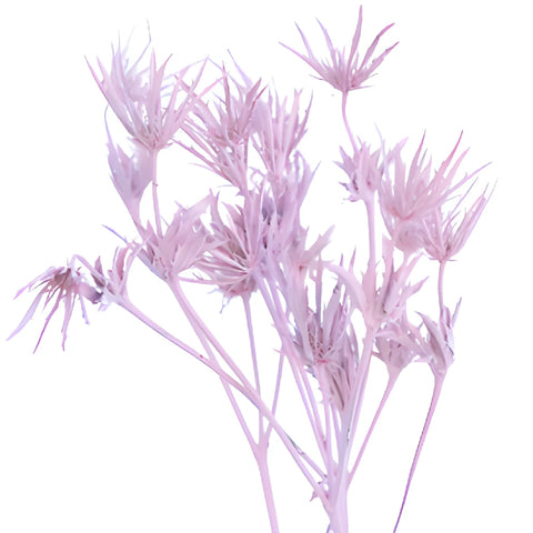 Light Pink Tinted Thistle Flowers