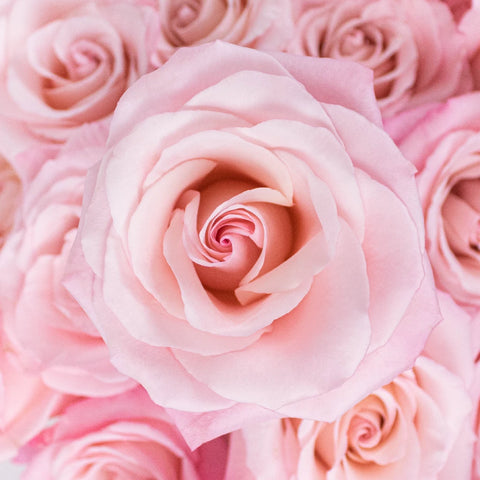 Light Pink Valentines Day Rose Special Close Up - Image