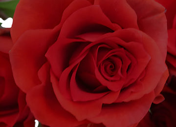 Mikado Light Red Spray Roses up close