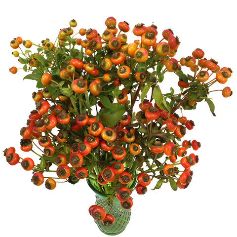 Wholesale greenery fresh cut rose hips filler flower bunch sold as bulk