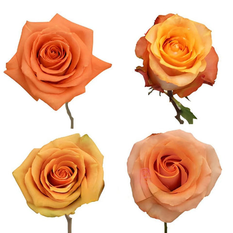 Light To Medium Orange Roses Close Up - Image