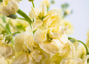 Pale Yellow Stock Flowers Up Close