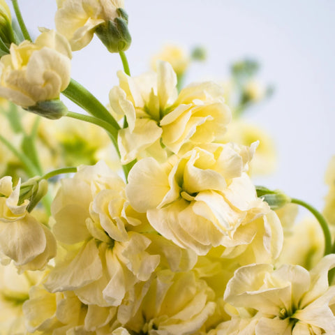 Pale Yellow Stock Flowers Up Close