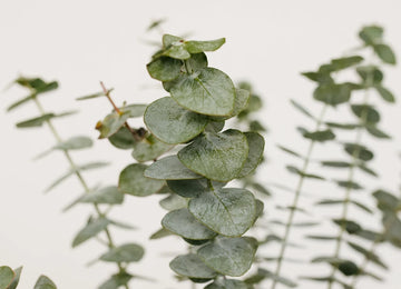 Baby Eucalyptus Greenery