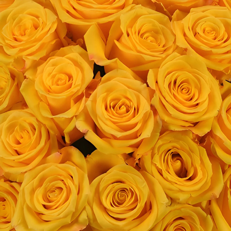 Lighthouse Yellow Rose