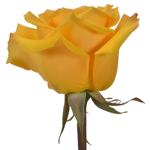 Lighthouse Yellow Rose