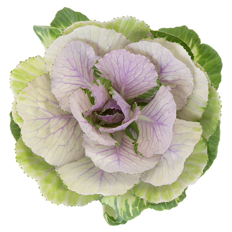 Lilac Green Kale Flowers
