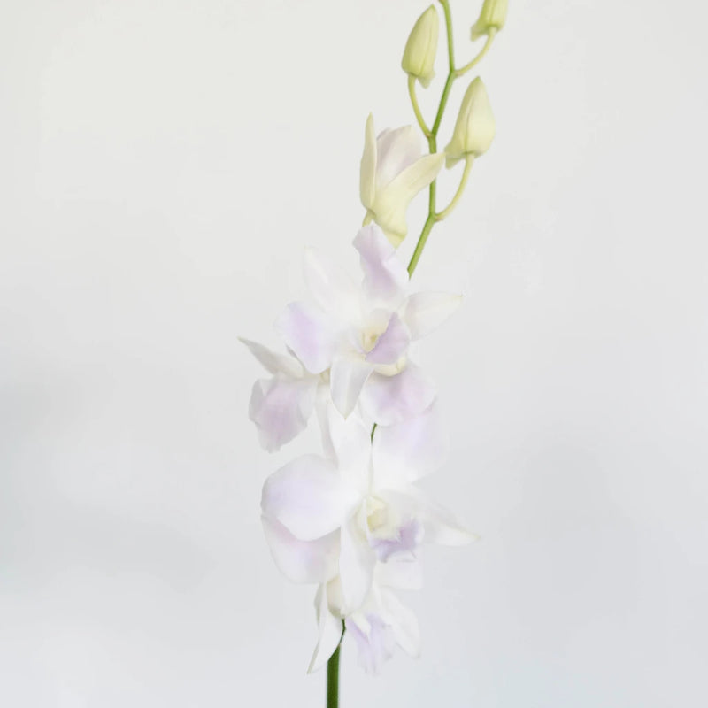 Lilac Mist Dendrobium Orchids Stem - Image