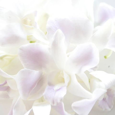 Lilac Mist Loose Orchid Blooms Close Up - Image