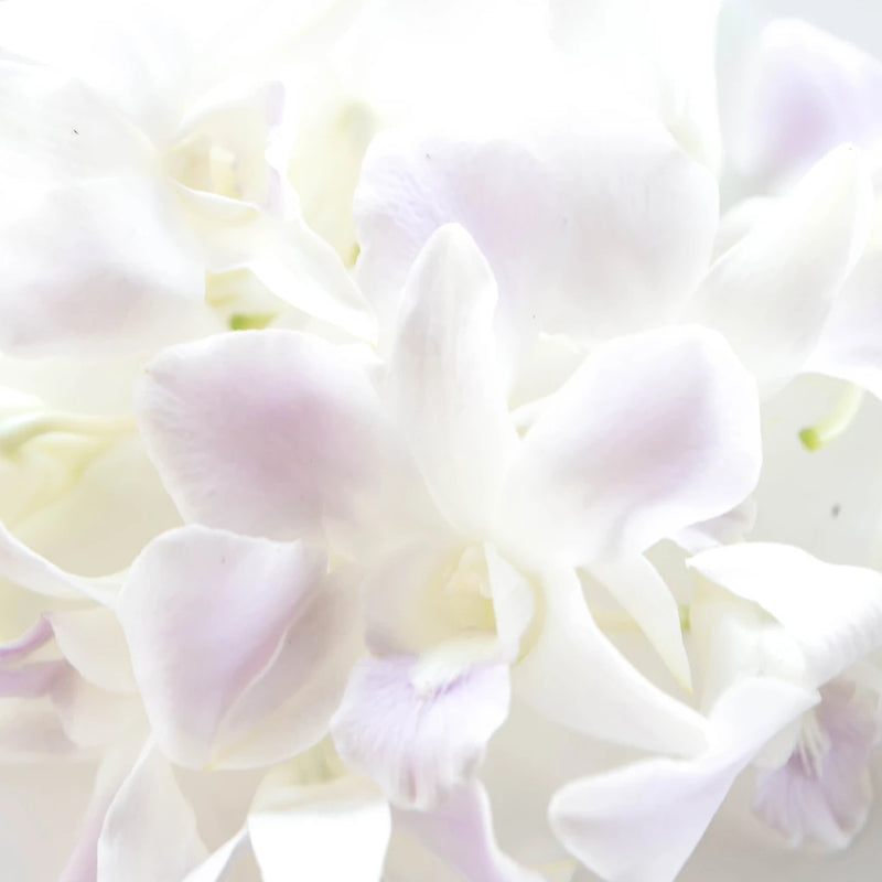 Lilac Mist Loose Orchid Blooms Close Up - Image