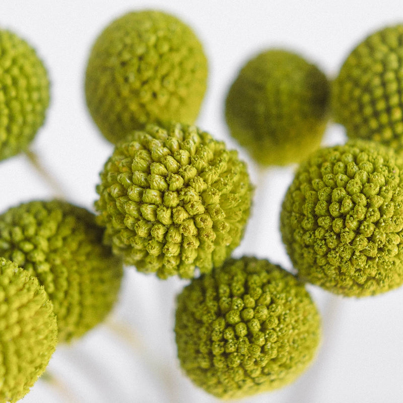 Lime Green Craspedia Billy Ball Close Up - Image