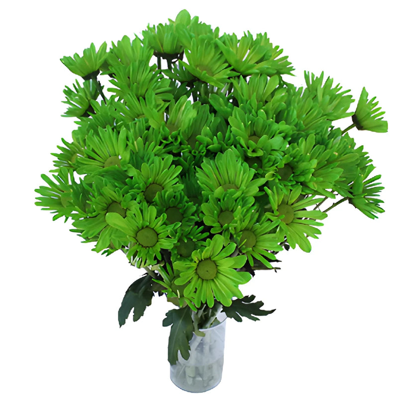 Lime Green Daisy Flower Tinted