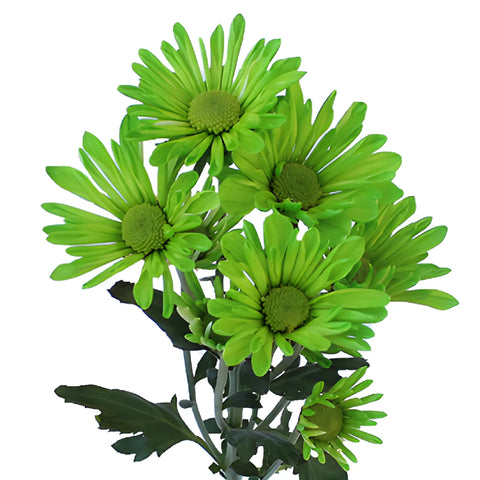 Lime Green Daisy Flower Tinted