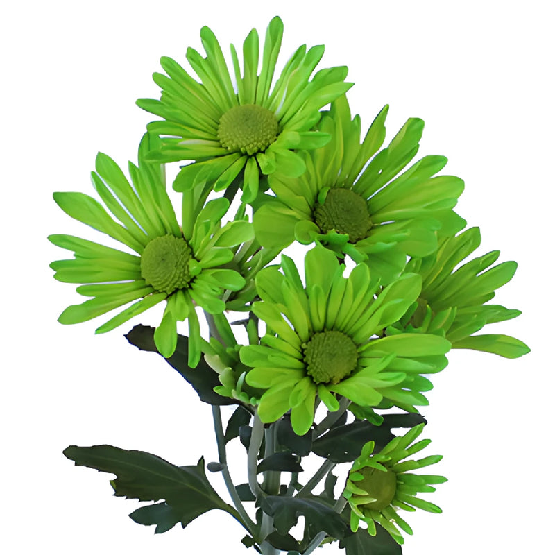 Lime Green Daisy Flower Tinted