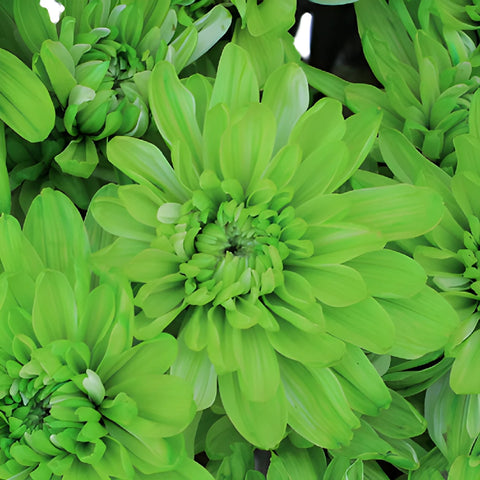 Lime Green Tinted Flower
