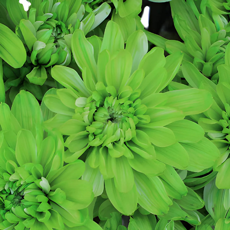 Lime Green Tinted Flower