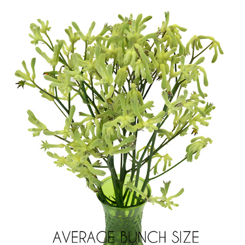 Lime Green Kangaroo Paw Flowers