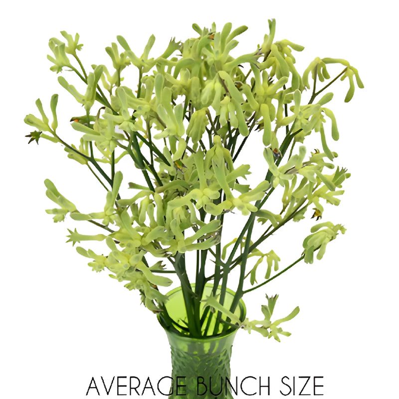 Lime Green Kangaroo Paw Flowers