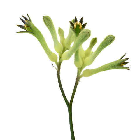 Lime Green Kangaroo Paw Flowers