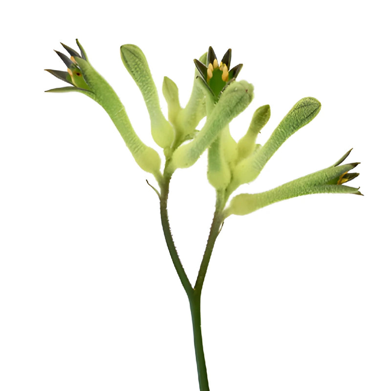 Lime Green Kangaroo Paw Flowers