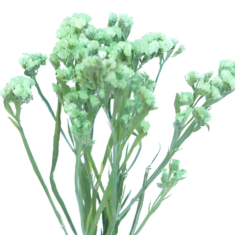 Lime Green Tinted Statice Flower