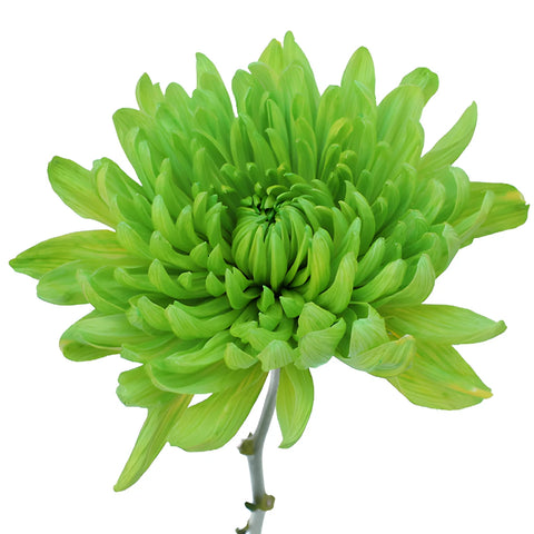 Lime Green Tinted Wedding Cremon Mum