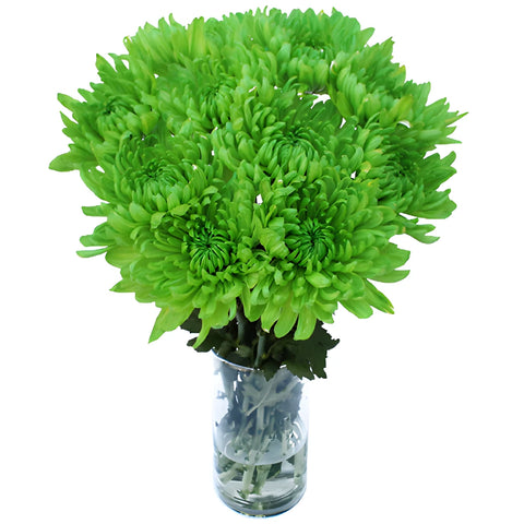 Lime Green Tinted Wedding Cremon Mum