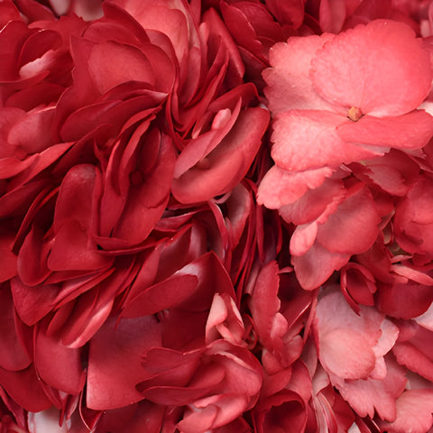 Lipstick Red Airbrushed Hydrangeas Up Close