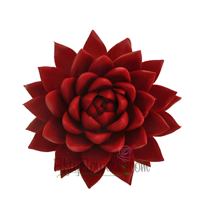 Lipstick Red Tinted Succulents