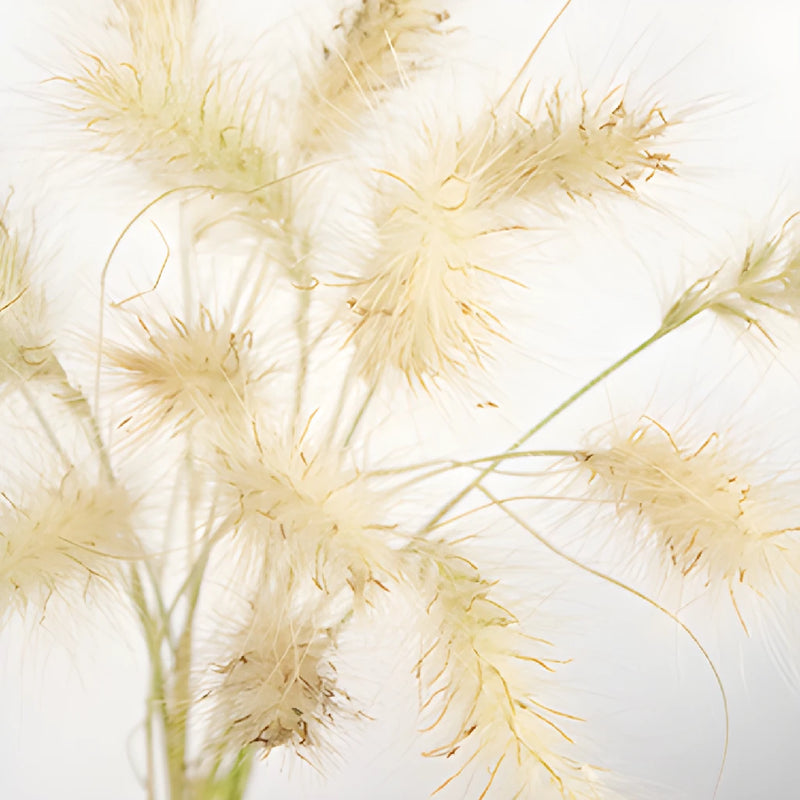Little Bunny Fountain Grass