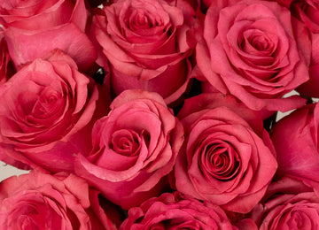 Lola Shade Bulk Rose Close Up - Image
