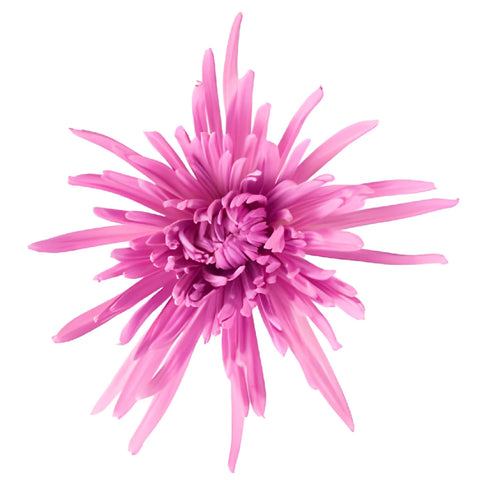 Baby Lavender Airbrushed Spider Mum Flowers