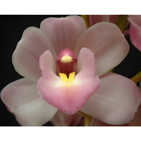 Lovely White Mini Cymbidium Orchids