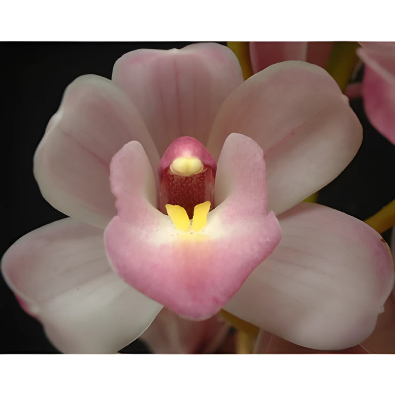 Lovely White Mini Cymbidium Orchids