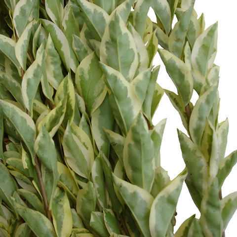 Wedding greenery lygustrum fresh fall filler flowers sold near me