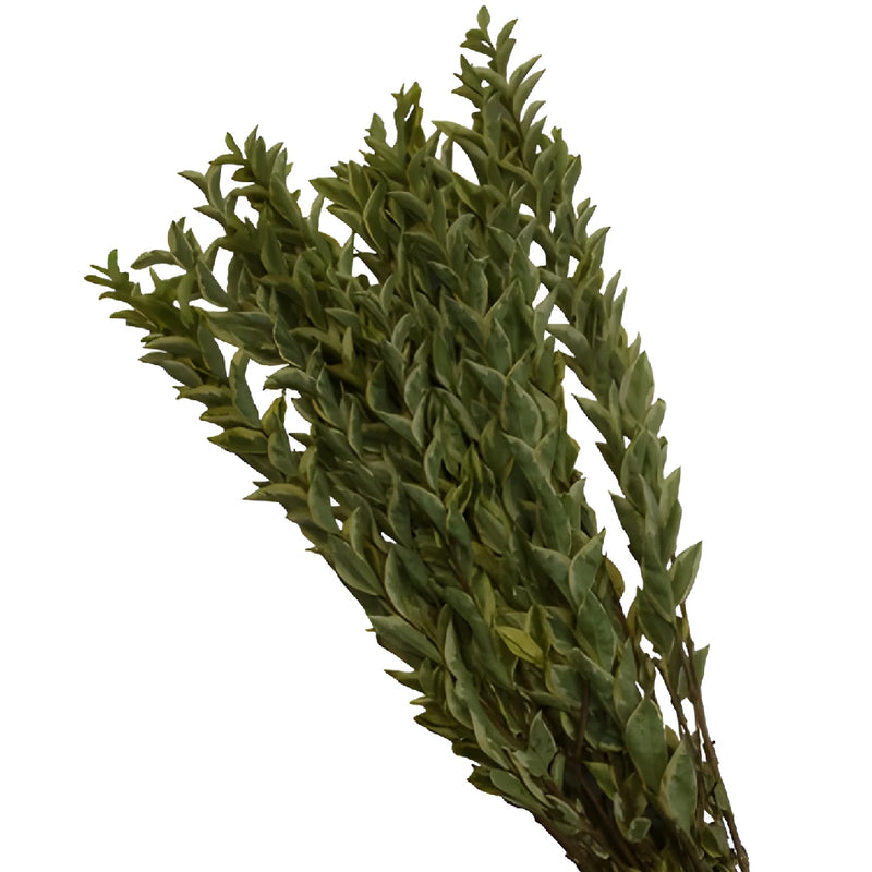Wholesale greenery lygustrum fresh fall filler flowers sold as bulk