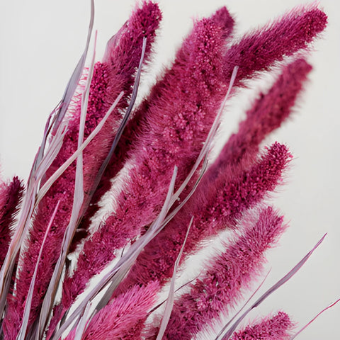 Magenta Dried Foxtail Millet Grass