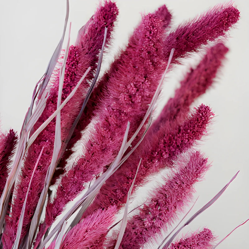 Magenta Dried Foxtail Millet Grass