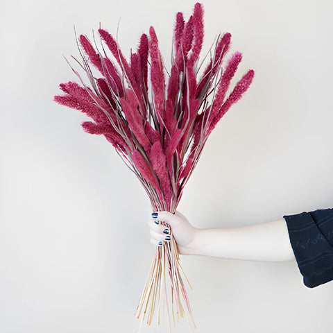 Magenta Dried Foxtail Millet Grass