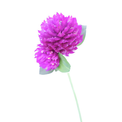 Magenta Purple Gomphrena Flowers