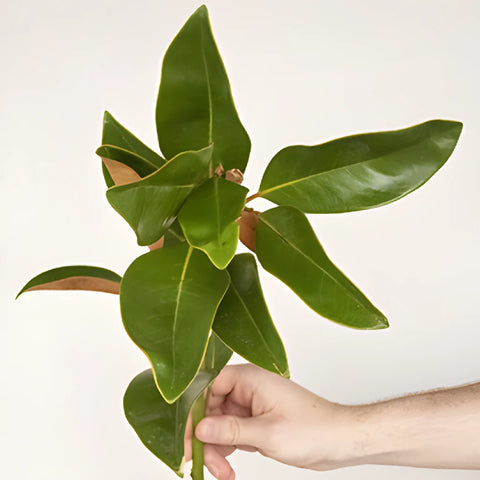Magnolia Greenery Stem