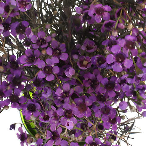 Majestic Purple Tinted Wax Flowers