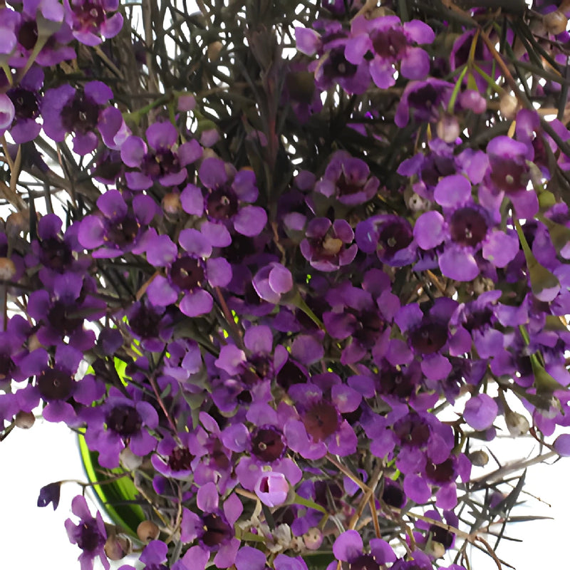 Majestic Purple Tinted Wax Flowers