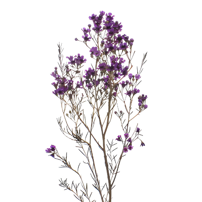 Majestic Purple Tinted Wax Flowers