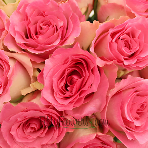 Malibu Pink Rose