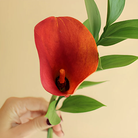 Mango Mini Calla Lily Centerpieces