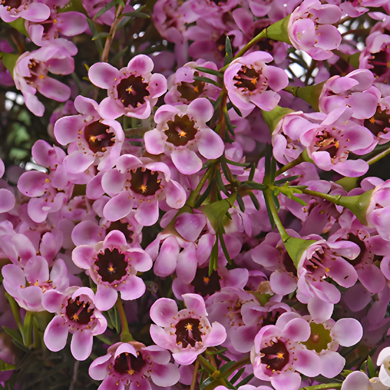 Mauve Brush Strokes Wax Flowers