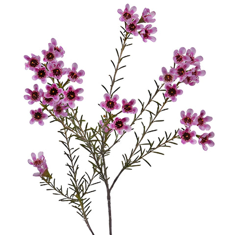 Mauve Brush Strokes Wax Flowers